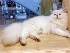-屋虎猫馆(宝安大仟里店)