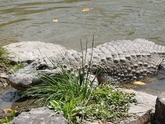 -上海野生动物园