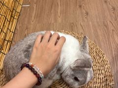 -楼上猫咖(罗湖店)