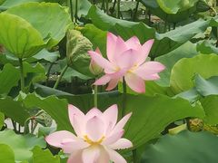 -荔湾湖公园