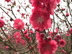 景点-南国桃园旅游度假区