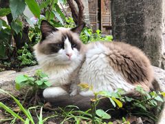 -喵屿·大理花园猫咖