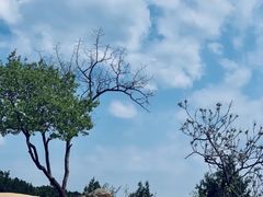 -北京西山国家森林公园