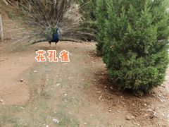 -五龙山野生动物王国