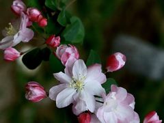 -海棠花溪(元大都城垣遗址公园)