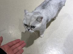 -藏猫猫咖啡主题馆(中央大道店)