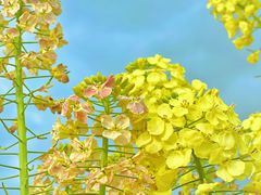 -中国天府农业博览园