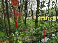 -溱湖国家湿地公园