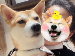 -逗柴咖啡屋·狗咖猫咖宠物桌游