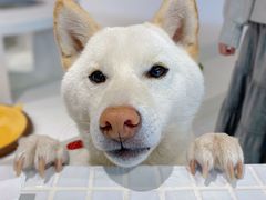 -柴务处·柴犬主题狗咖