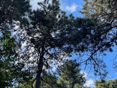 -北京西山国家森林公园