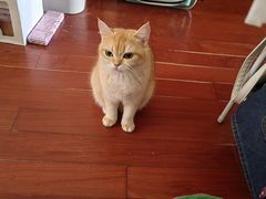 -德元·美联众合24小时动物医院(总院)