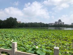 -莲花池公园