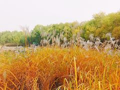 -大兴滨河森林公园