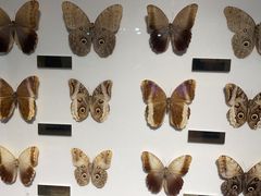 -上海昆虫博物馆