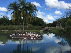 -奥兰多迪士尼动物王国乐园