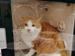 -FAELING PETS美天灵宠物(富力广场店)