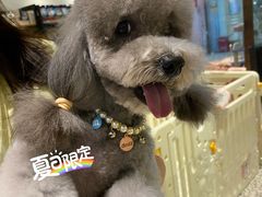 -momokira米努特·德文卷毛猫·棉花面纱犬