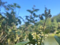 -深圳仙湖植物园