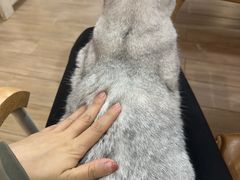 -李小姐の猫咖啡馆(五角场店)