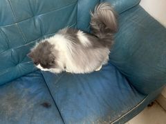 -瑞派伍一宠物医院·眼科·骨科·猫科转诊中心(马王堆院)