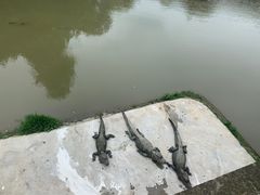 -中国扬子鳄村
