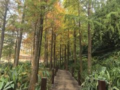 -重庆彩云湖湿地公园