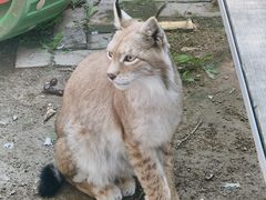 -青藏高原野生动物园