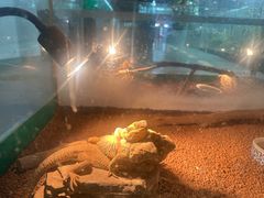 -上海大自然野生昆虫馆(东方明珠·爬宠昆虫探索中心)