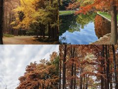 -上海共青森林公园