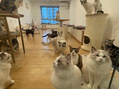 -有喵·猫咖·狗咖·30几只猫10只小狗(岗厦店)