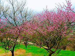 -新建村梅花