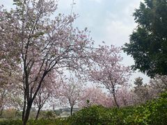 -海珠湖公园