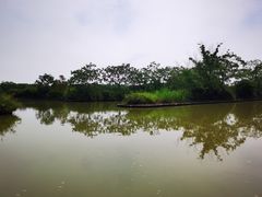 -大湾区中央湿地公园