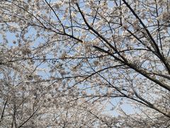 -高东镇樱花园