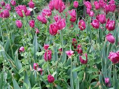 android_upload_pic-洛阳郁金香牡丹园