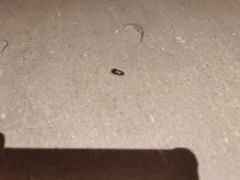 -上海佘山世茂艾美酒店