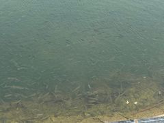 -芒洲湿地公园