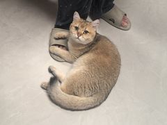 -纳吉亚猫专科动物诊疗中心(蒋宅口分院)