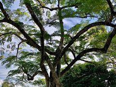 -中国科学院西双版纳热带植物园
