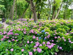 -上海共青森林公园