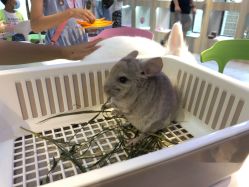 -Moni星球萌宠·小马宝莉·灵蛇·高端高阶全萌宠互动体验俱乐部(红豆国际广场店)