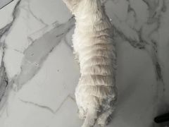 -佩兹宠物医院肿瘤专科·眼科·牙科(黄浦店)