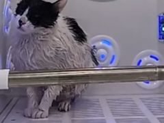 -爱洗澡的猫(天河路店)