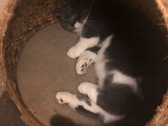 -猫友咖啡店(玉林西路店)