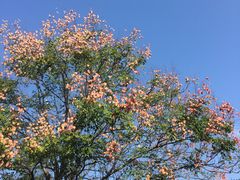 -白云山风景名胜区