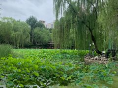 -莲湖公园