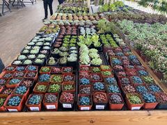 -荷兰花海