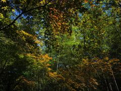 -杭州半山国家森林公园