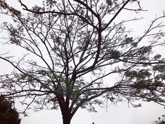 -黄埔古港